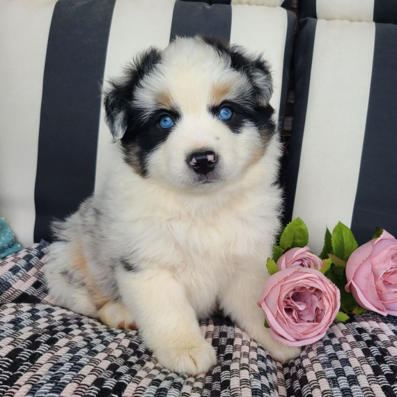 Cate the Australian Shepherd
