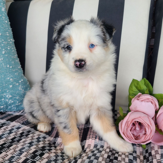 Finn the Australian Shepherd