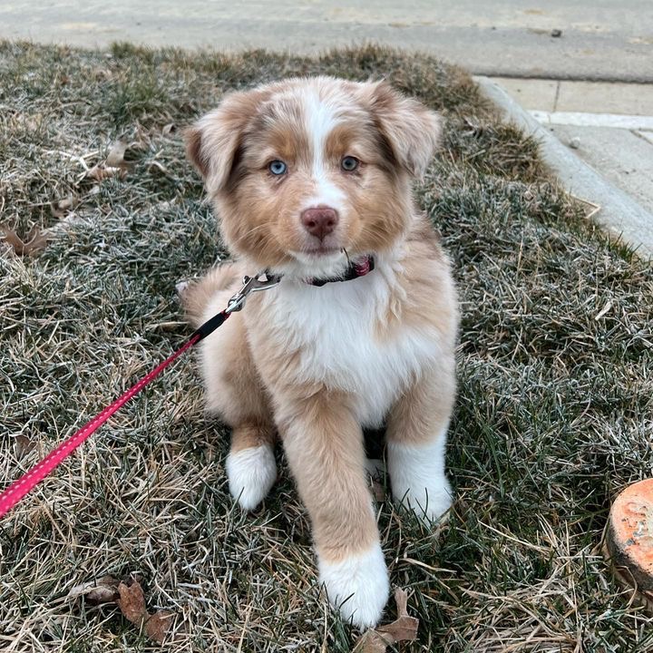 Maggie the Australian Shepherd