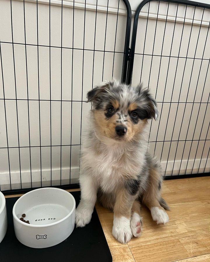 Tyson the Australian Shepherd