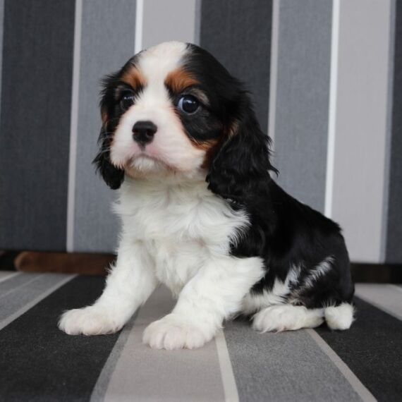 Cavalier King Charles Spaniel