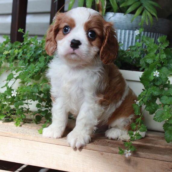 Grace the Cavalier King Charles Spaniel