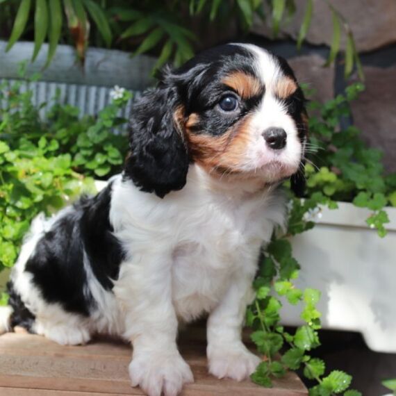 Larson the Cavalier King Charles Spaniel