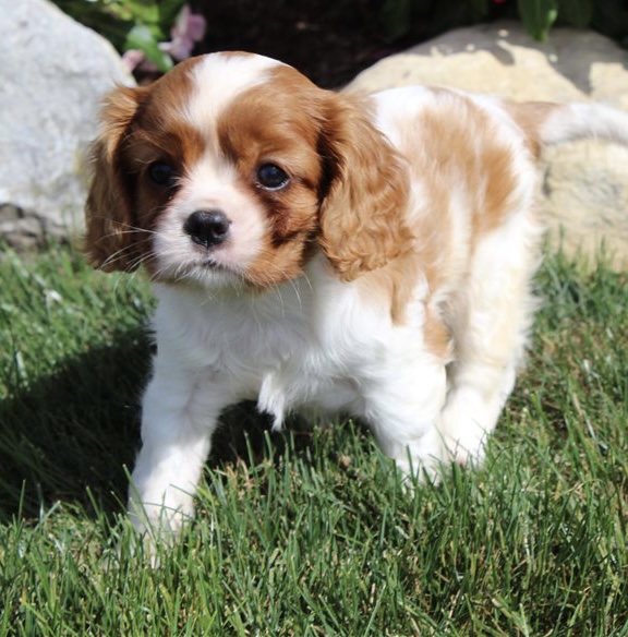 Sabrina the Cavalier King Charles Spaniel