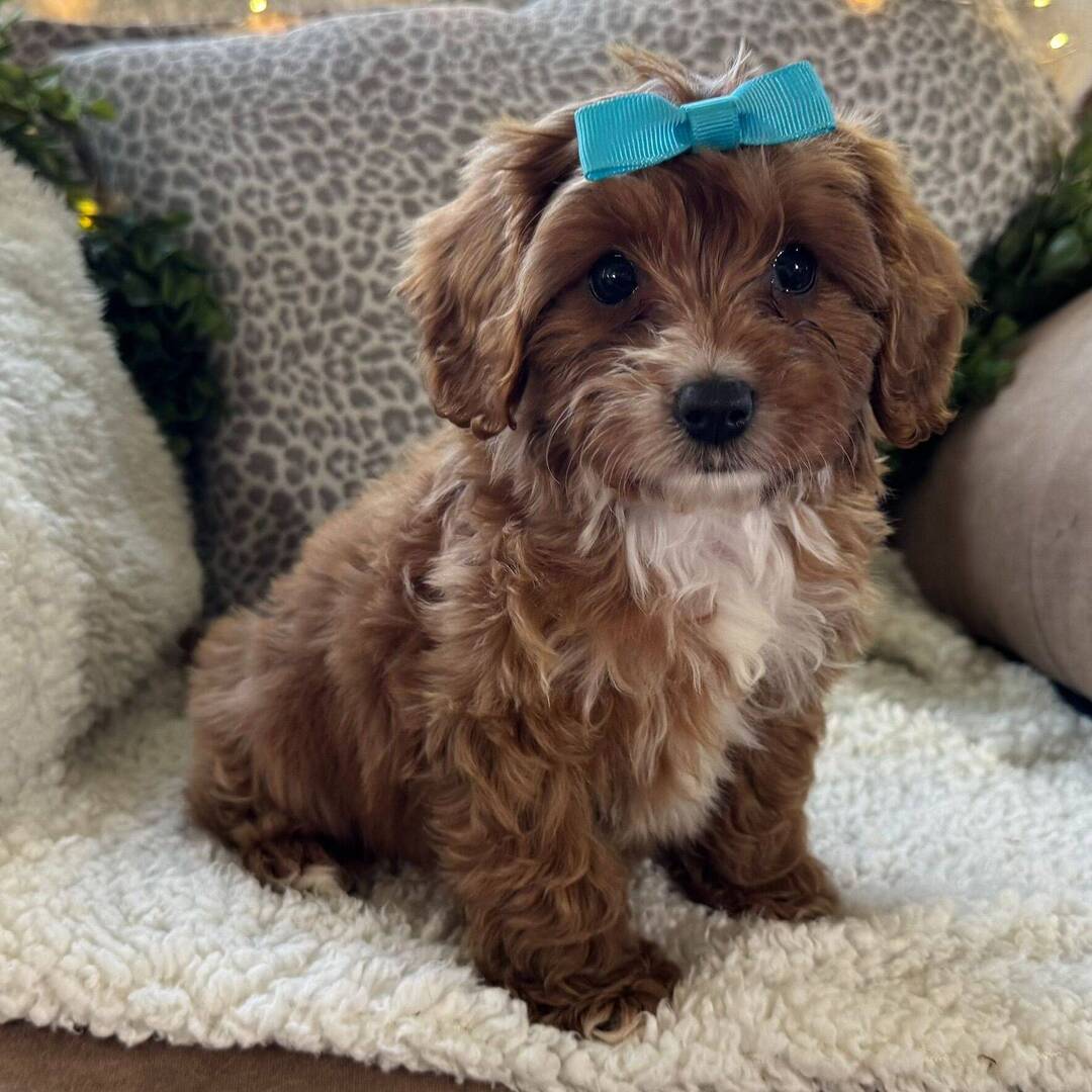 Connie the Cavapoo