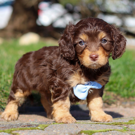 Franki the Cavapoo