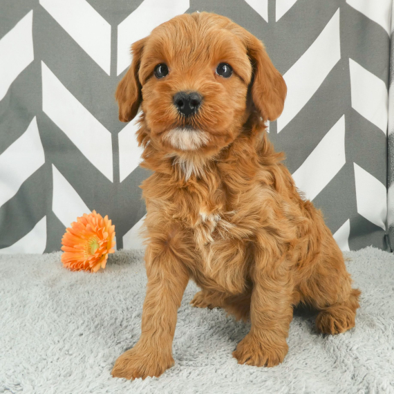 Cavapoo