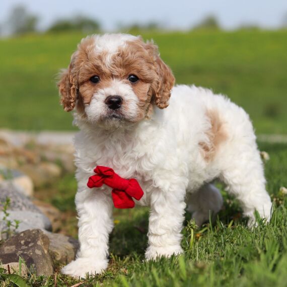 Perry the Cavapoo