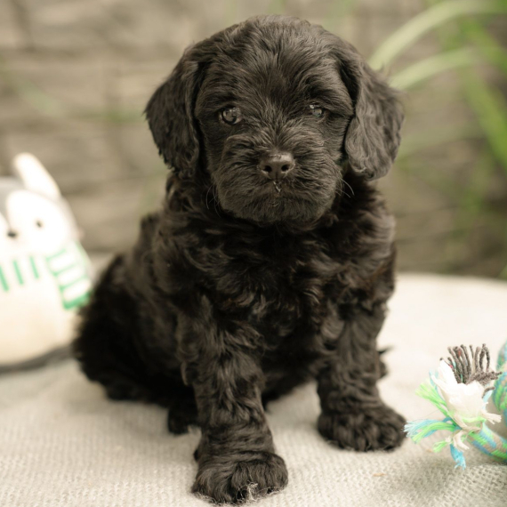 Teddie the Cavapoo