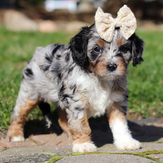Teresa the Cavapoo