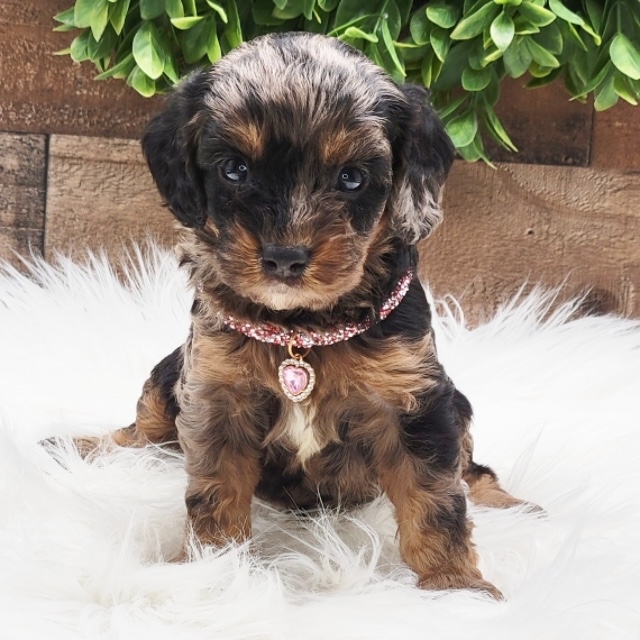 Victoria the Cavapoo