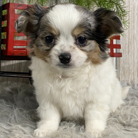 Jack the Chihuahua