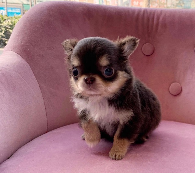 Chihuahua