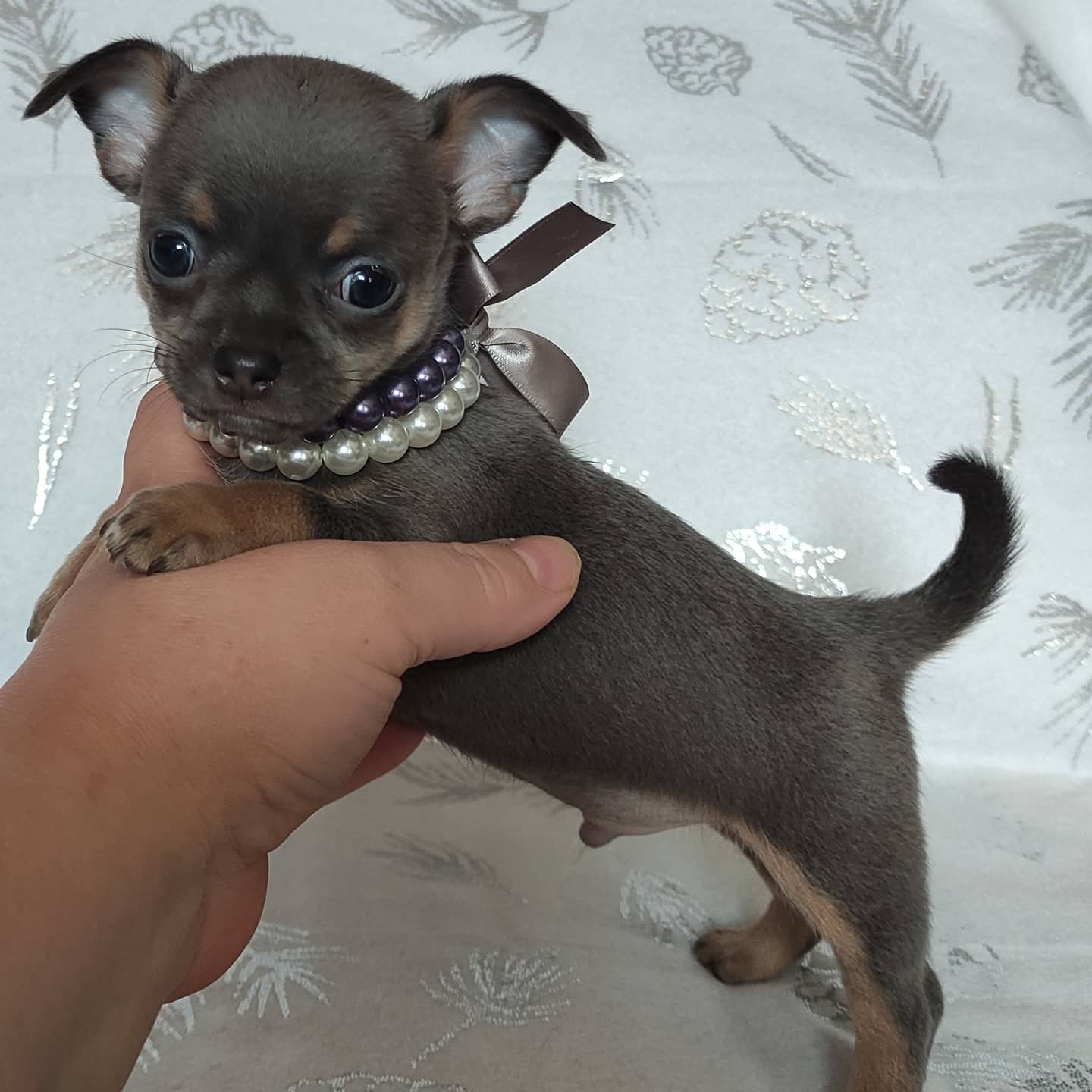 Theo the Chihuahua