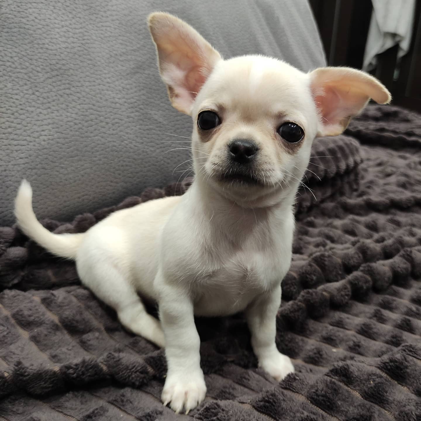 Tori the Chihuahua