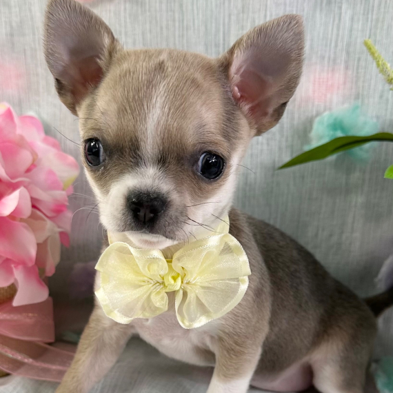Zandy the Chihuahua