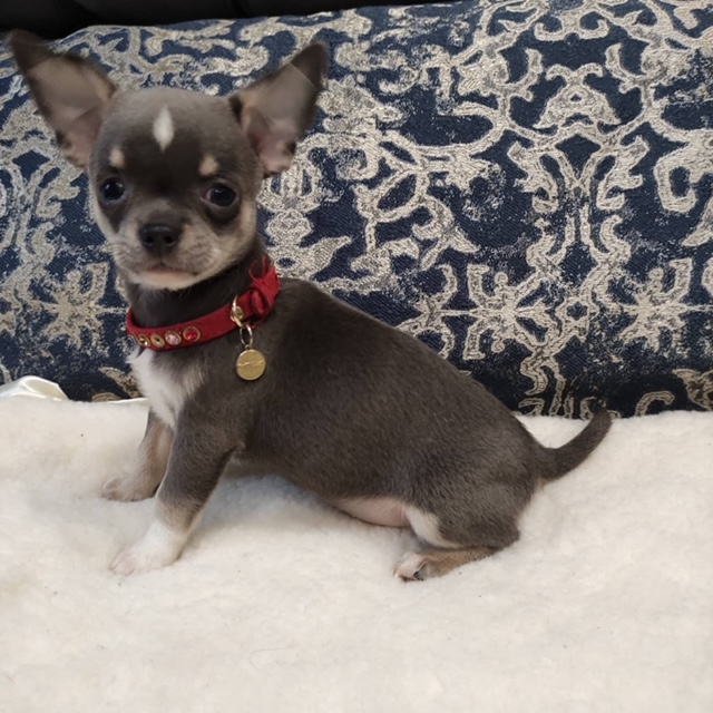 Zoey the Chihuahua