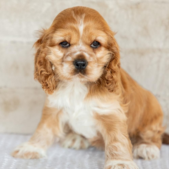 Cocker Spaniel