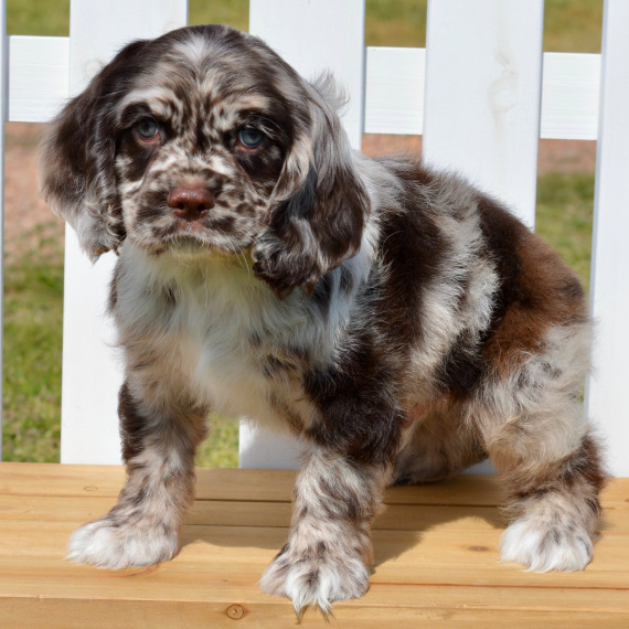 George the Cocker Spaniel
