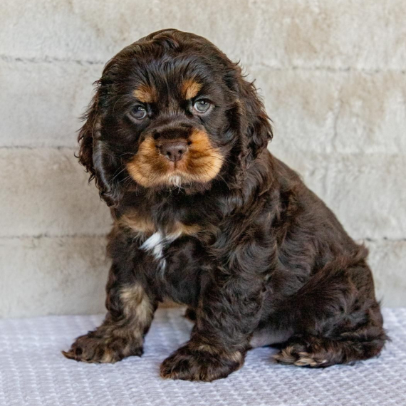 Indy the Cocker Spaniel