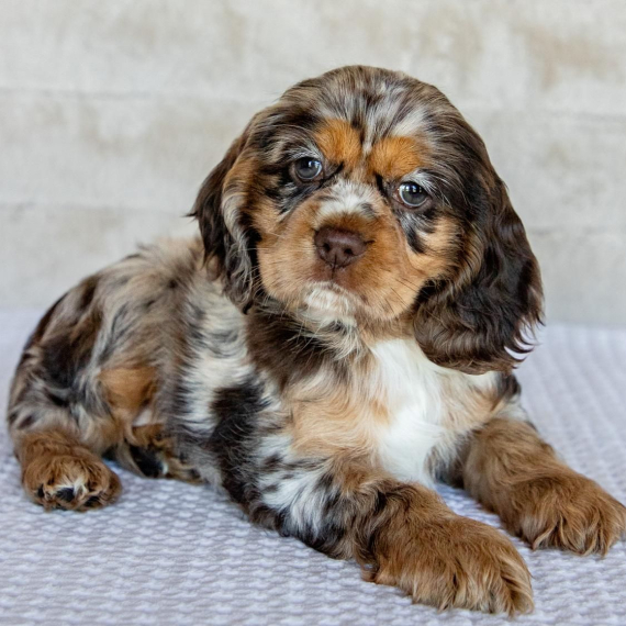 Ivy the Cocker Spaniel