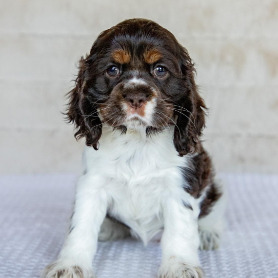 Molly the Cocker Spaniel