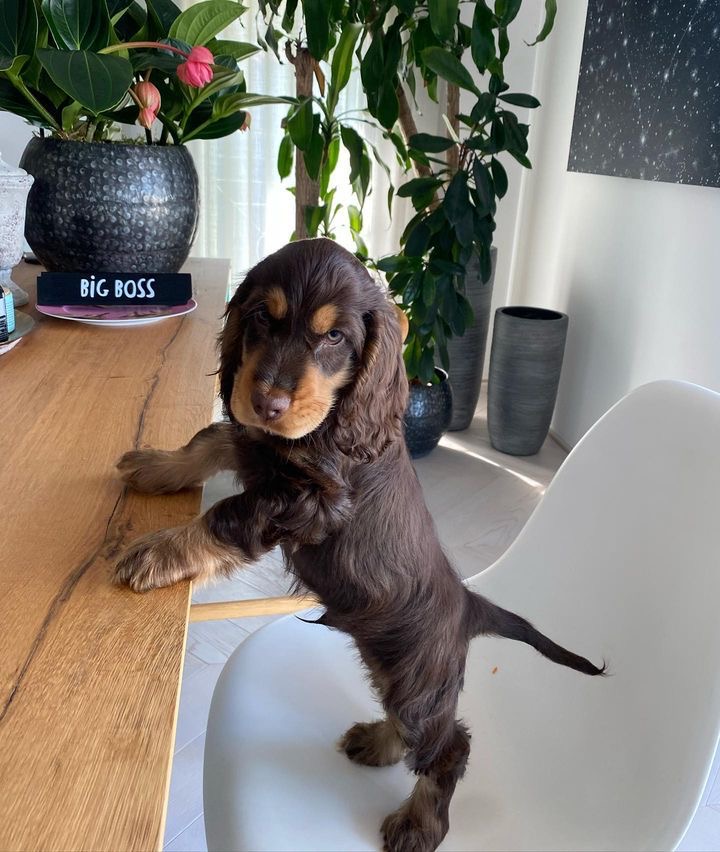 Otto the Cocker Spaniel