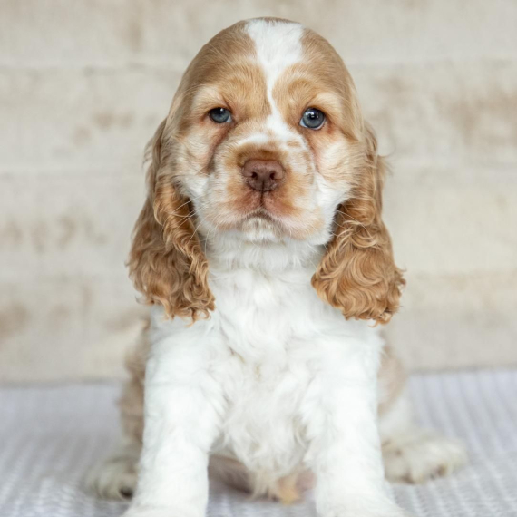Turbo the Cocker Spaniel