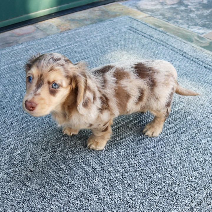 Flora the Dachshund