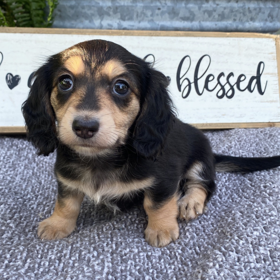Dachshund