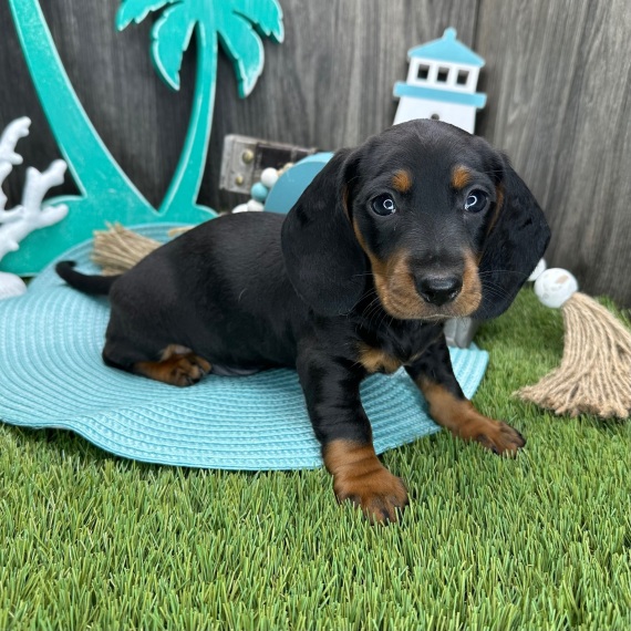Lucky the Dachshund