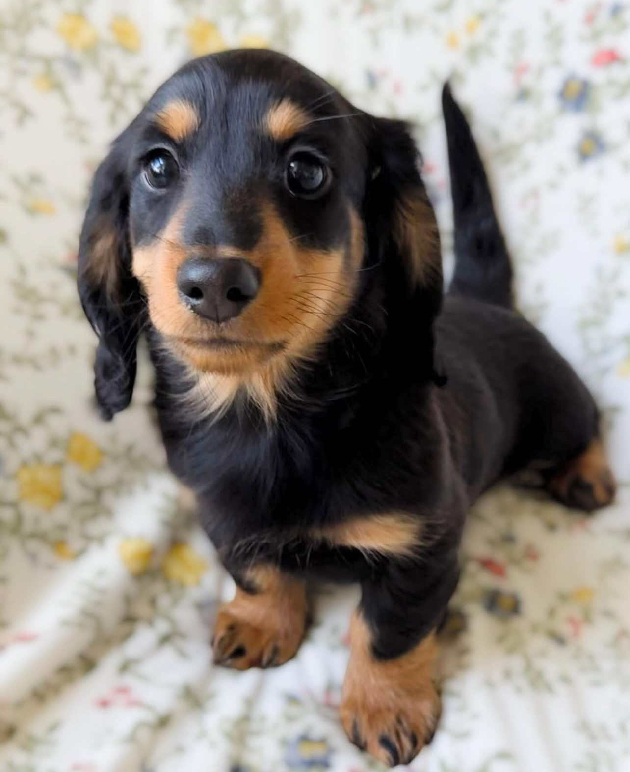 Lucy the Dachshund