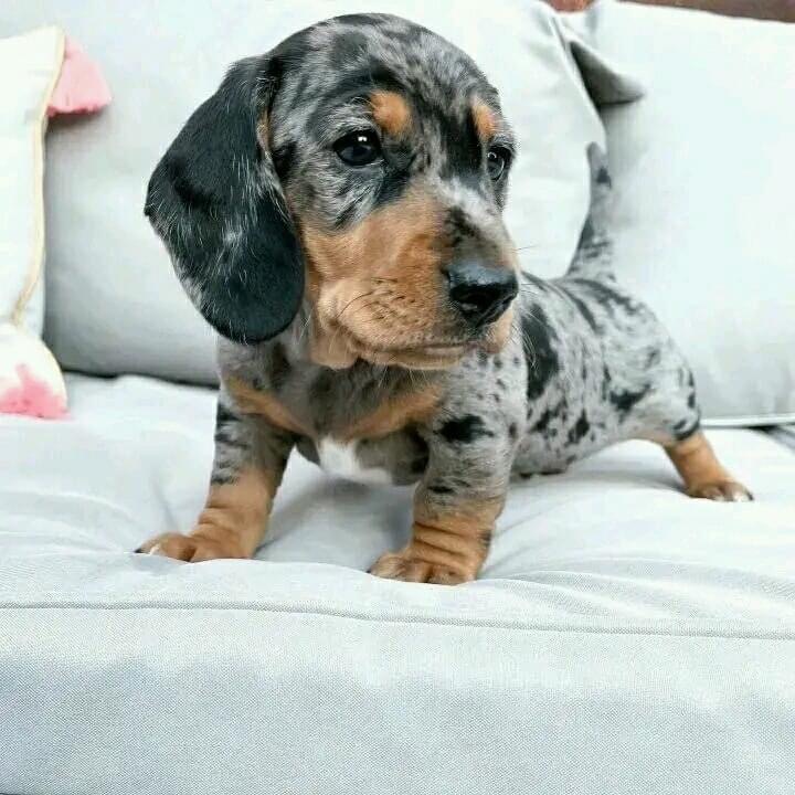Maria the Dachshund