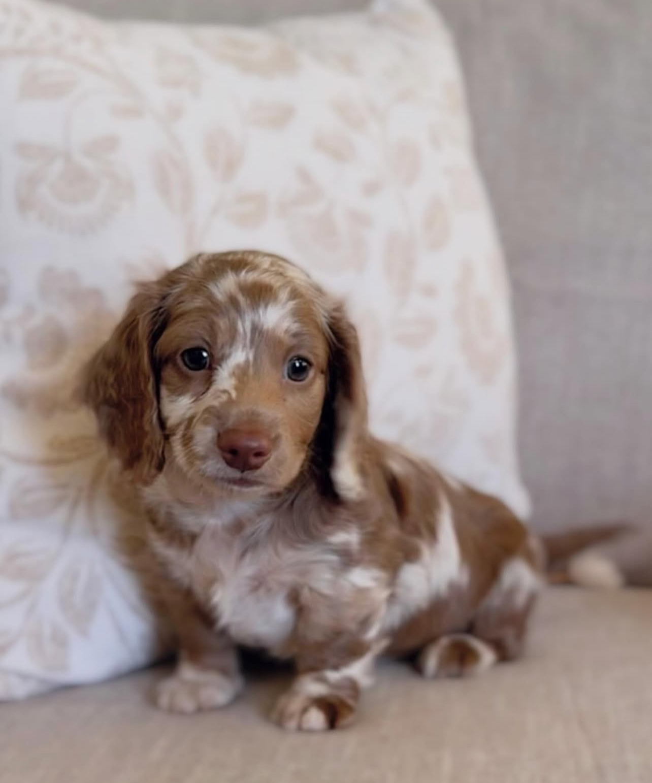 Nala the Dachshund