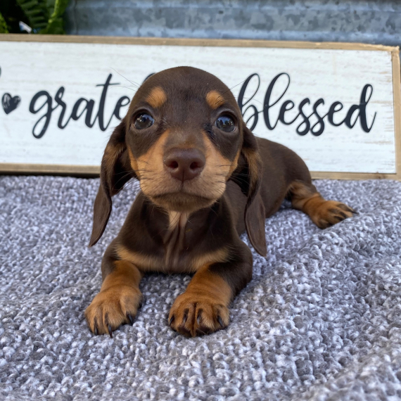 Nash the Dachshund