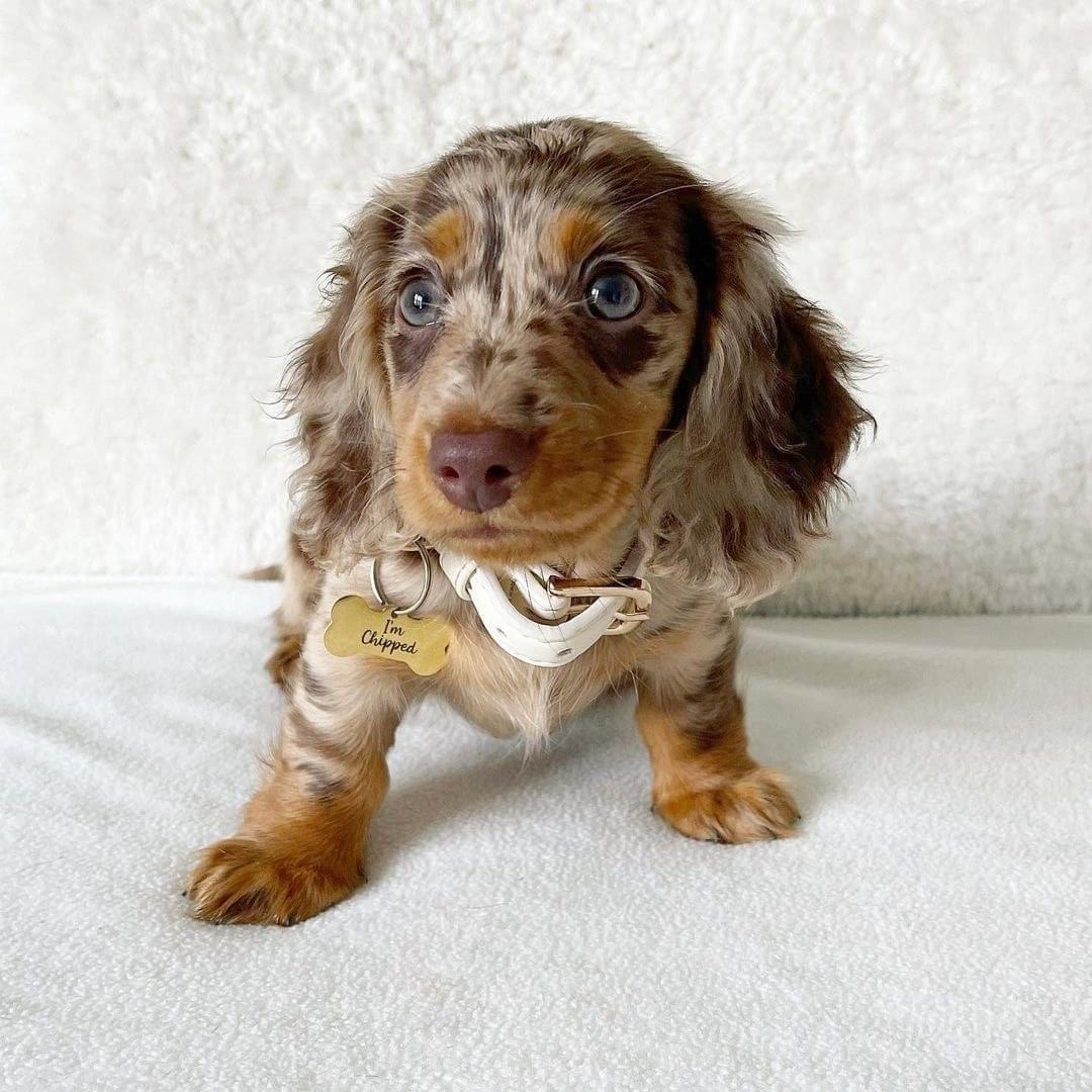 Riq the Dachshund
