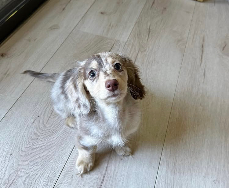 Stella the Dachshund