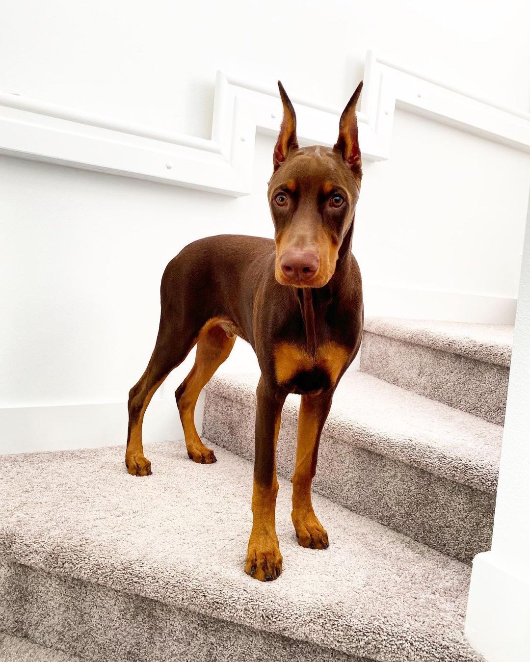 Rocky the Doberman Pinscher
