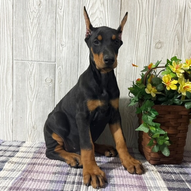 Roger the Doberman Pinscher