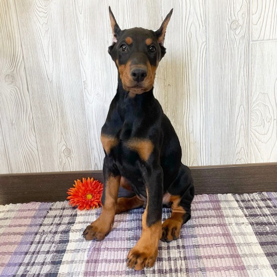 Sally the Doberman Pinscher
