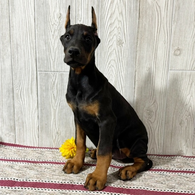 Sierra the Doberman Pinscher