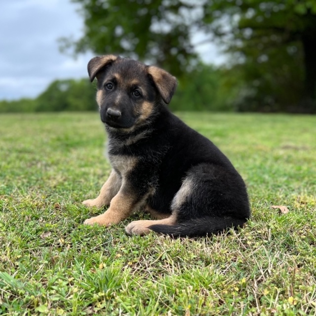 Billy the German Shepherd