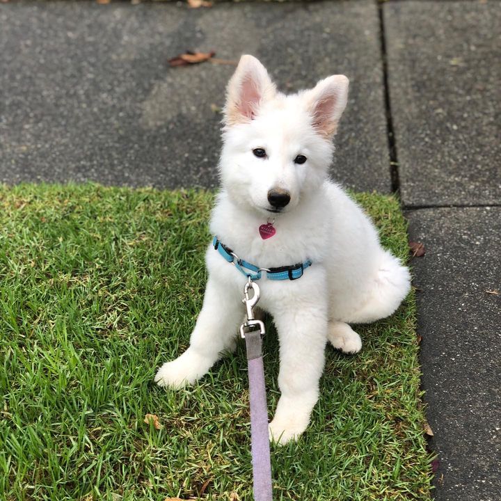 German Shepherd