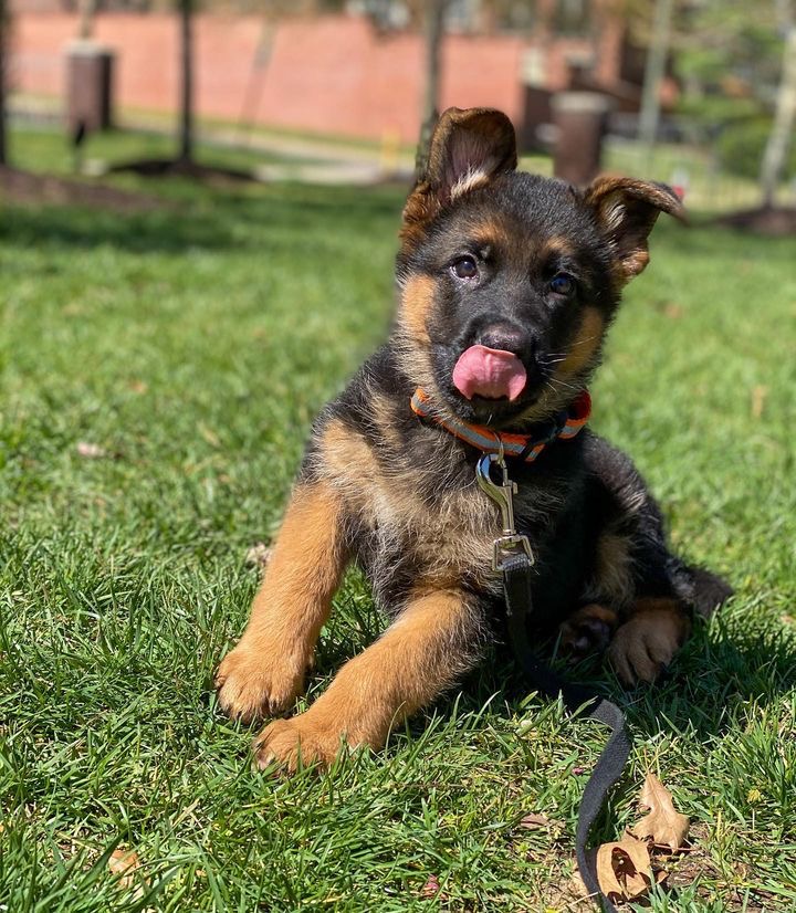 Gaby the German Shepherd