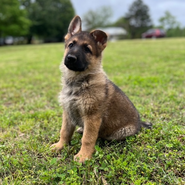 Mylo the German Shepherd
