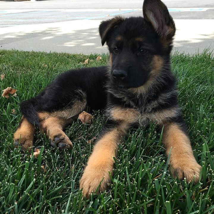 Sassi the German Shepherd
