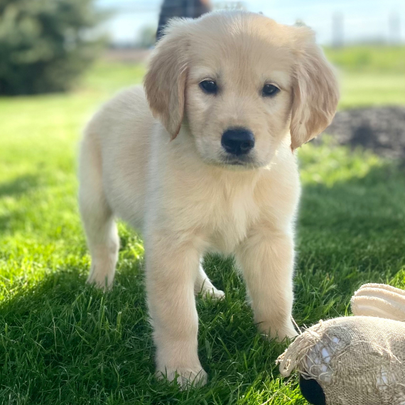 Jet the Golden Retriever