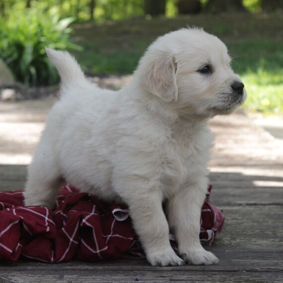 Marco the Golden Retriever