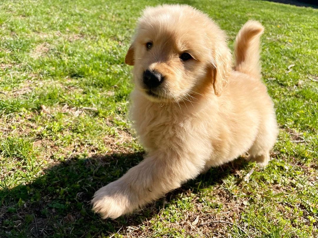 Walker the Golden Retriever