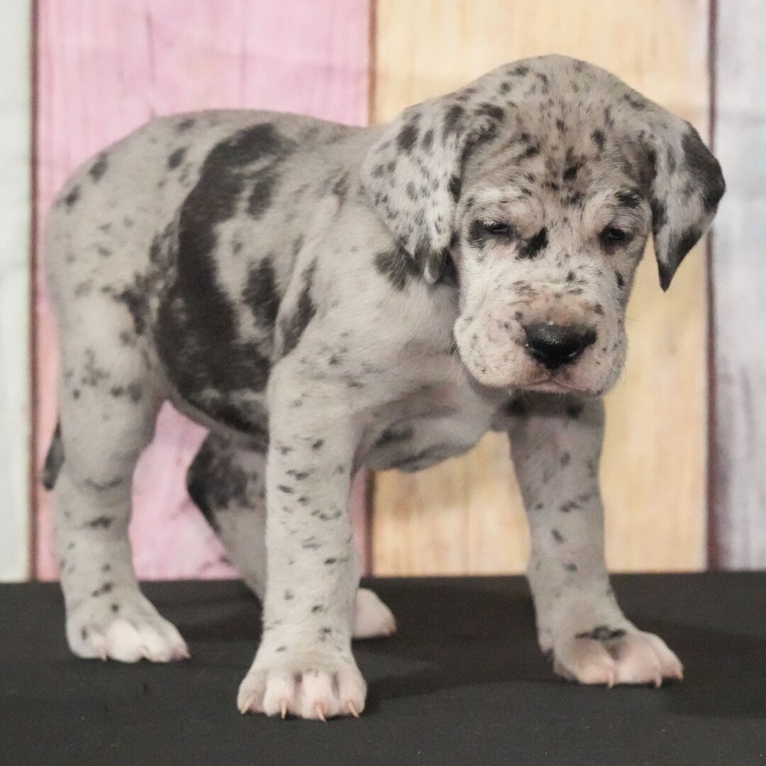 Arya the Great Dane